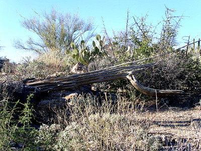 [Skeleton of a saguaro cactus which fell on its side.]